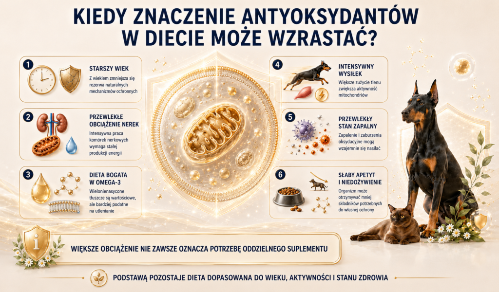 Antyoksydanty w diecie psa i kota — kiedy są szczególnie ważne?
