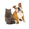 cute-bulldog-and-grey-cat-posing-together-2026-01-05-01-08-08-utc.jpg