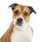 Closeup of Pit Bull crossbreed dog with brown and white fur looking into camera with attentive expression
