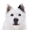 Funny husky face with big surprised eyes, isolated. Cute shocked look. Stunned mad Siberian Husky. Crazy design.